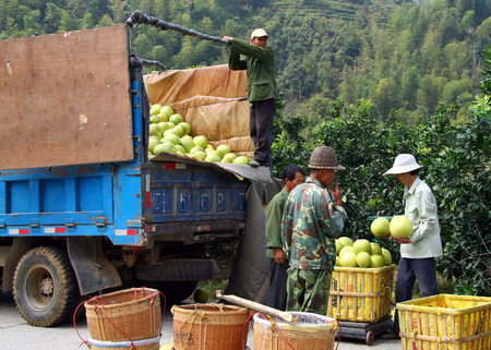 YONGDING, FUJIAN, CHINA - OCT 22, 2009: Chinese farmers loading harvest of ripe pomelo into the carのeditorial素材