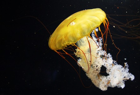 The Atlantic sea nettle (Chrysaora quinquecirrha), or East Coast sea nettleの写真素材