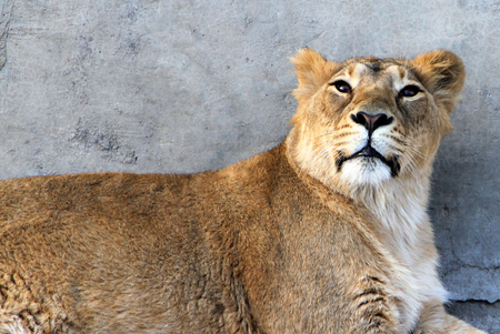 Female Asiatic (Indian) lion (Panthera leo persica)の写真素材