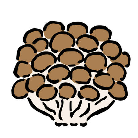 Illustration of Shimeji  mushroom: Illustration like hand drawn illustration with ink and brushのイラスト素材