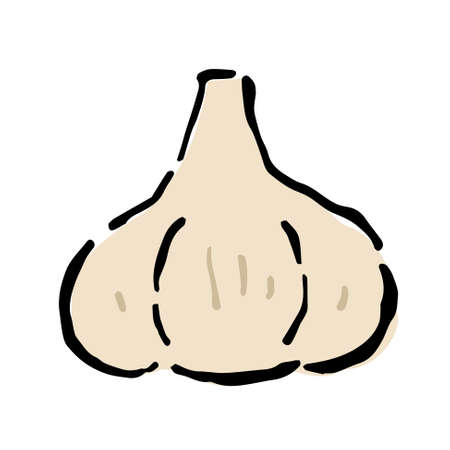 Illustration of Garlic: Illustration like hand drawn illustration with ink and brushのイラスト素材