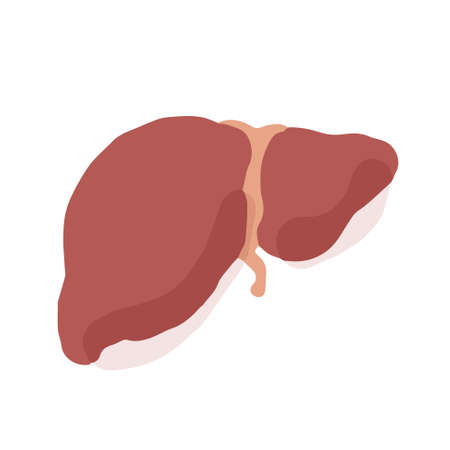 Human liver; Hand drawn vector illustration like woodblock printのイラスト素材