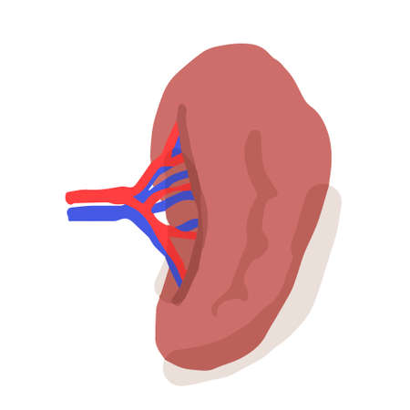 Human spleen; Hand drawn vector illustration like woodblock printのイラスト素材
