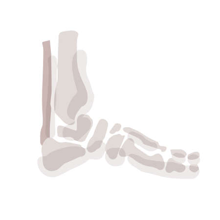 Human foot bones; Hand drawn vector illustration like woodblock printのイラスト素材