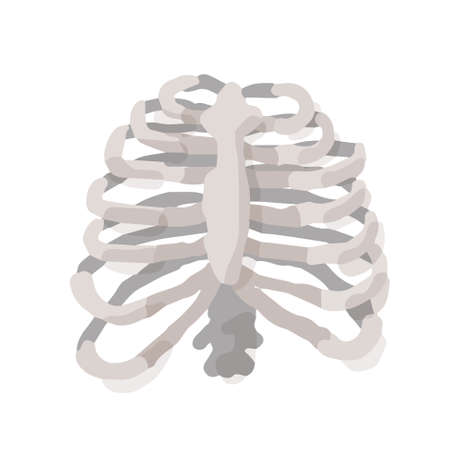 Human rib cage; Hand drawn vector illustration like woodblock printのイラスト素材