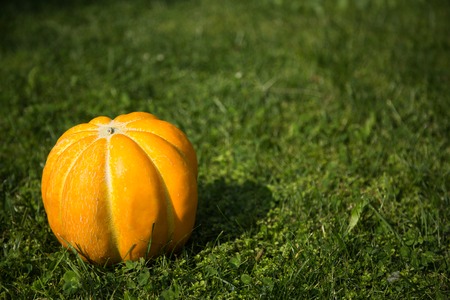 Whole raw muskmelon on the green grassの写真素材