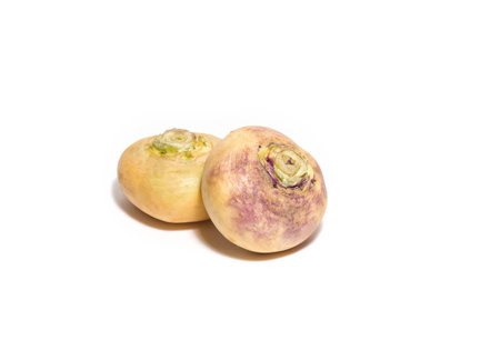 Turnips isolated on white. Harvest and cooking concept. Copy spaceの写真素材