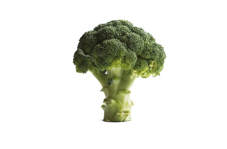 Fresh green broccoli isolated on white. Concept of treeの写真素材