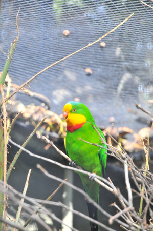 Parrot