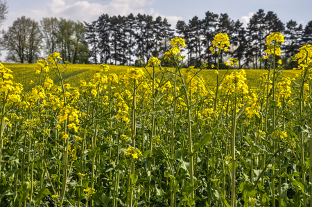 young yellow canola on polish plantationの写真素材