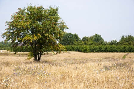 mountain ash on the wheat fieldの写真素材