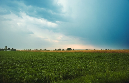 a white beet field with storm clouds in backgroundの写真素材