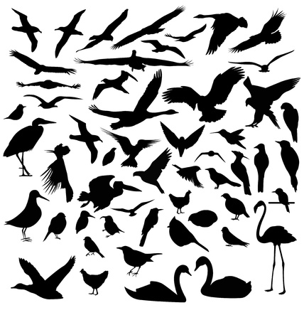 Bird silhouettesのイラスト素材