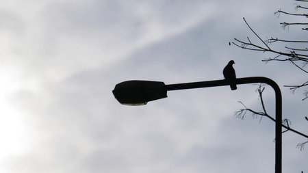 Silhouette of Pigeon Sitting on Lamp with Clouds in Backgroundの写真素材