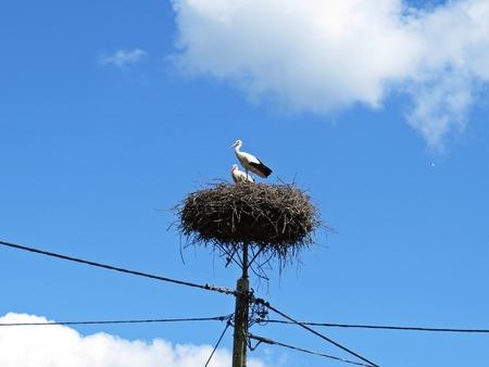 Storks Sitting on a Nest with Clouds on the Sky in the Backgroundの写真素材