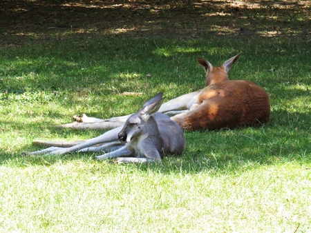 Beautiful Cute Adorable Lovely Sweet Charming Kangaroos Resting During a Hot Sunny Dayの写真素材