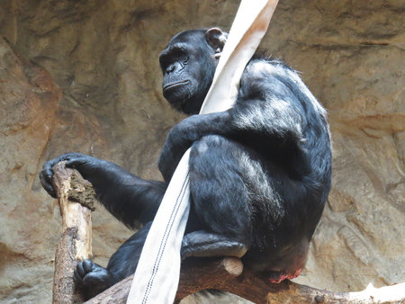 Black Chimp Chimpanzee Monkey Ape Animal Sitting and Holding a Hose