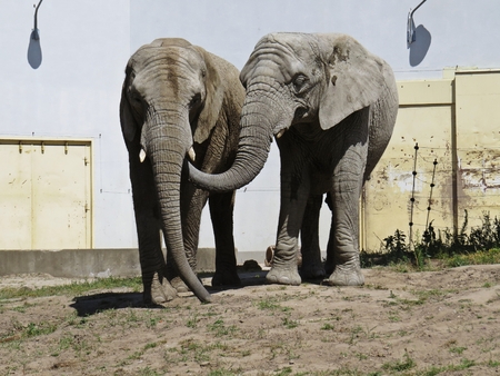 Two Big Huge Elephants Together in Love Closeの写真素材