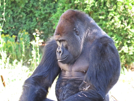 One Isolated Big Strong Black Monkey Ape Gorilla Head Detailの写真素材