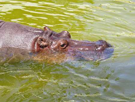 Detail Photograph of a Big Huge Animal Hippo Head Swimming in a Yellow Water