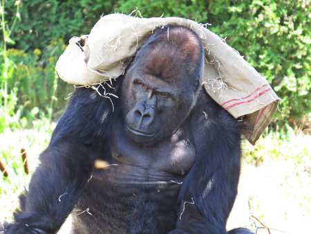 Big Strong Black Monkey Ape Gorilla Protecting and Covering with a Bag from Sun