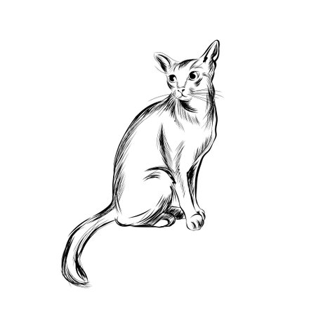 Cat sketch, Hand drawn illustrationのイラスト素材