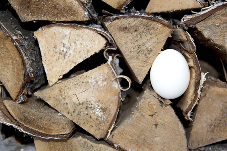 Egg in logsの写真素材