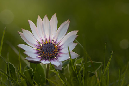 Close up of a white and purple African daisy flower in the grass