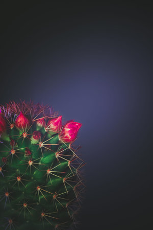 Cactus with red flowers on dark blue background. Copyspace.の写真素材