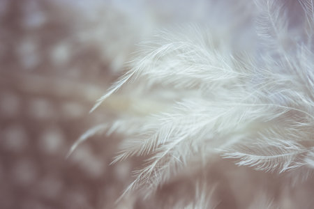Soft focus of white feather in soft color and blur style for backgroundの写真素材
