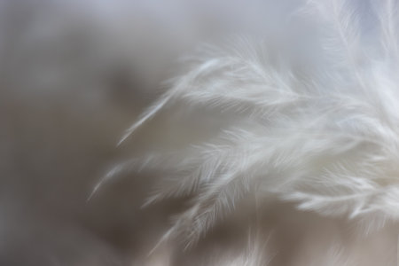 abstract background of fluffy white feathers on a soft blurred background, macroの写真素材