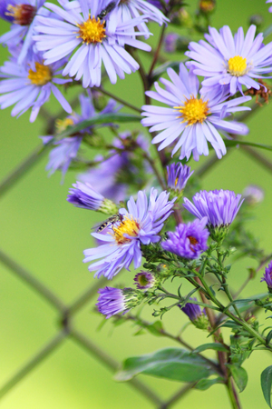 Michaelmas daisy. Close up floser head, shallow deep of field.の写真素材