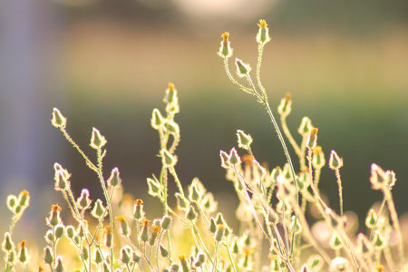 Summer flowers on a meadow in the rays of the golden sun. Soft green and yellow background. ...