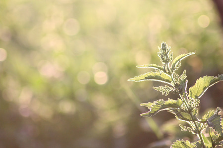 Nettle on a meadow isolated on the green soft background. Free spaceの写真素材
