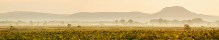 Foggy morning in the countryside, panoramic view.