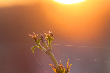 A fly sits on the plant during sunset timeの写真素材