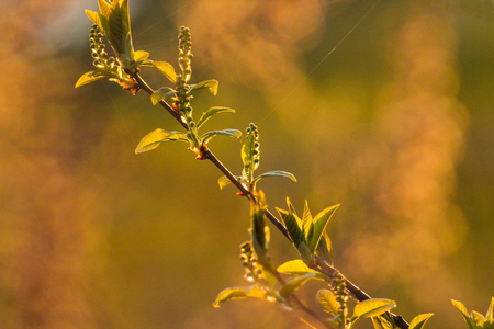 Beautiful green plant under the sun rays in the morning. Golden glares on the green background.の写真素材