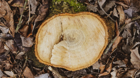 Top view of a tree stump from felled maple in a forest close-up with shallow depth of field and...