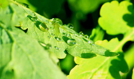 Rain drops on a leaf after a rainstorm, macroの写真素材