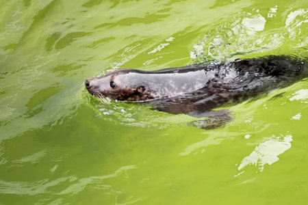 Sea lion swimming in water, wildlife and animals concept