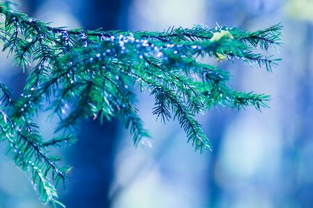 Green fir  branch isolated on blue cold toned background. Christmas and New Year concept.の写真素材