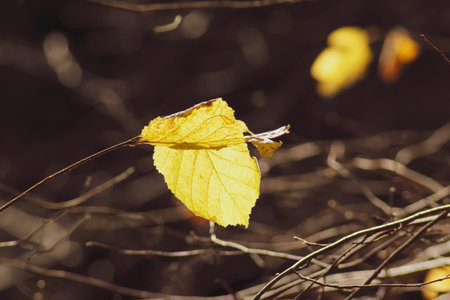 Yellow lonely autumn leaf on the branch isolated on brown background. Loneliness and autumn concept.