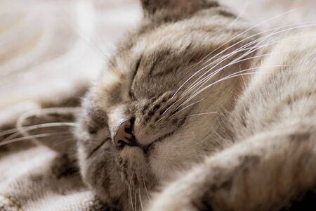 Closeup of the head of a sleeping cute tabby kitten cat,  macroの写真素材