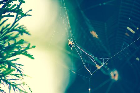 Common garden spider sitting on its net. Nature sunny blurred  background with sun glare and green fir branch. Weather concept. Autumn mood.の写真素材