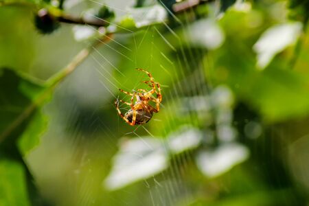 Spider hanging on its spider net. Blurred  background with  green plants. Weather and horror concept.の写真素材