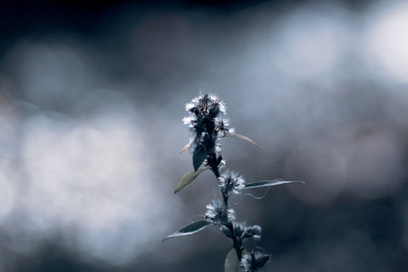 Close-up autumn flower in cold tones and  light foggy background. Weather concept.