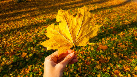 Woman hand hold yellow autumn maple leaf against colorful fallen leaves on the ground in the park at...