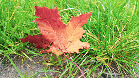 Colorful maple leaf lying on green grass. Autumn and weather forecast concept.