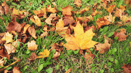 Autumn background forest grass - falling leaves - red, yellow and brown lying on the grass. Season...