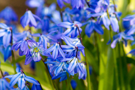First spring wild flowers in forest and in the garden - scilla bifolia. Spring season concept.の写真素材
